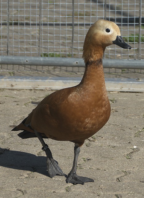 坦隊